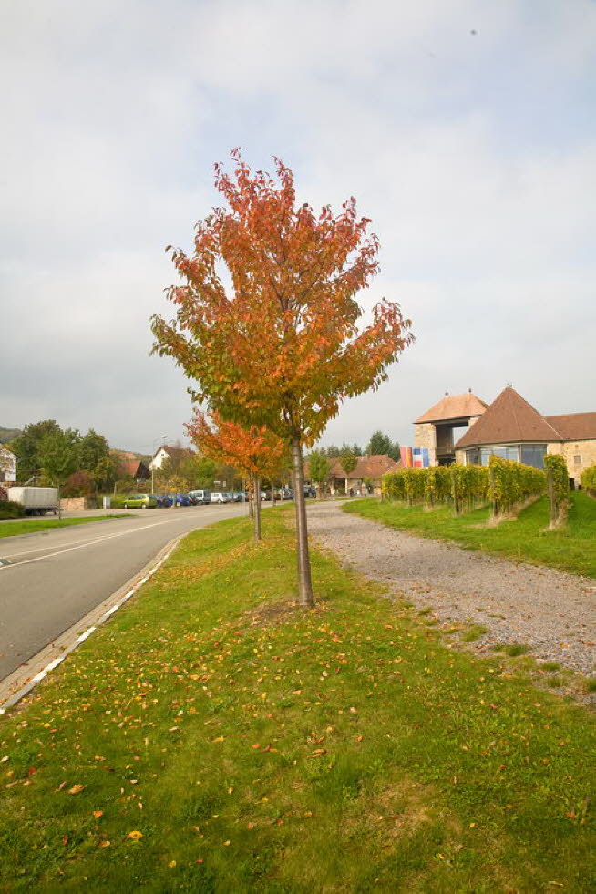 2008 Pfalz_122